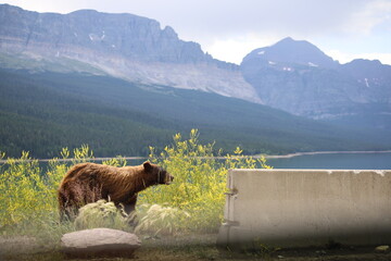 brown bear on the edge of a lake