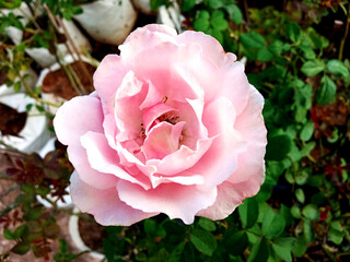Closeup, Pink color roses flower blossom bloom on tree blurred texture background for stock photo or advertising product. The beauty of natural flowers, Floral summer, single plants, card