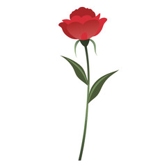 Obraz premium A vibrant red rose with layered petals, resting on a slender green stem with two leaves, against a plain white background.