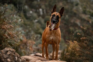 A cute Belgian Shepherd in the forest