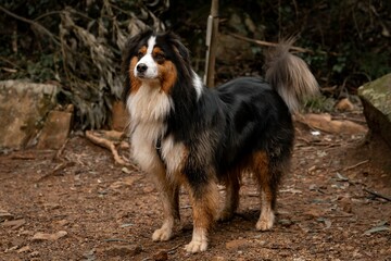A cute Australian Shepherd dog outdoors on a dirt path.