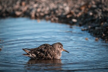 Small, brown bird with a long, thin beak stands in a puddle of water