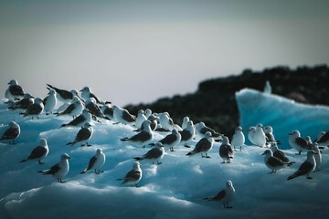 Group of seagulls are perched on a large iceberg in a cold, icy landscape