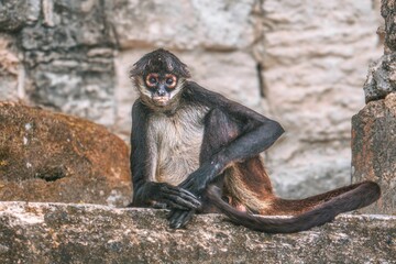 Wild White-Bellied Spider Monkey in Tikal National Park, Guatemala, South America