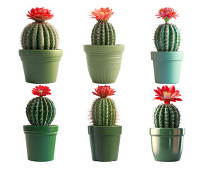 Colorful flowering cacti collection with various green pots
