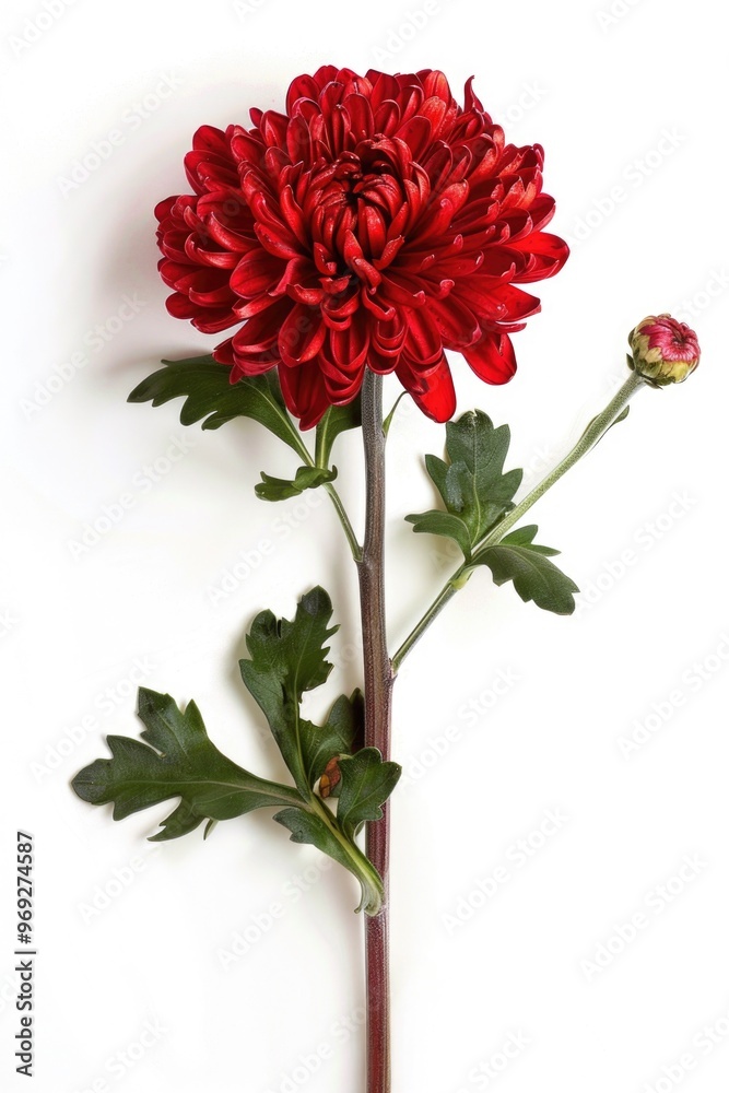 Poster A single red flower with green leaves sits on a clean white background, perfect for use in designs where a pop of color is needed
