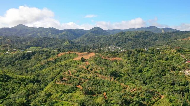 Aerial drone shot of the lush, expansive coffee farm fields in Adjuntas, Puerto Rico.