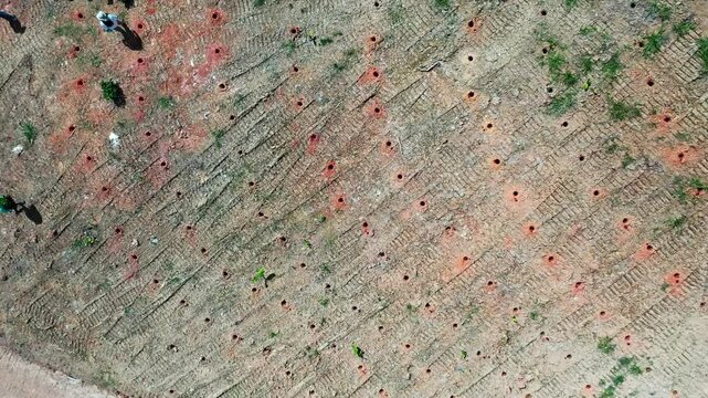 Ascending aerial drone shot of the expansive coffee farm fields in Adjuntas, Puerto Rico.