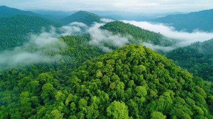 Aerial view of a tropical rainforest, mist rising over the lush green canopy, eco-tourism holiday