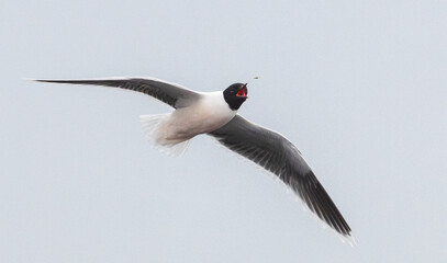 Black-headed gull in mid-flight trying to catch an insect against a clear sky
