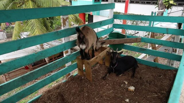 Young goat standing in a wooden feeding tray eating, while another goat is resting beside it