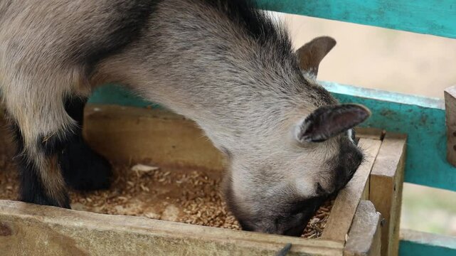 Closeup footage of a young goat standing in a wooden feeding tray eating in daytime
