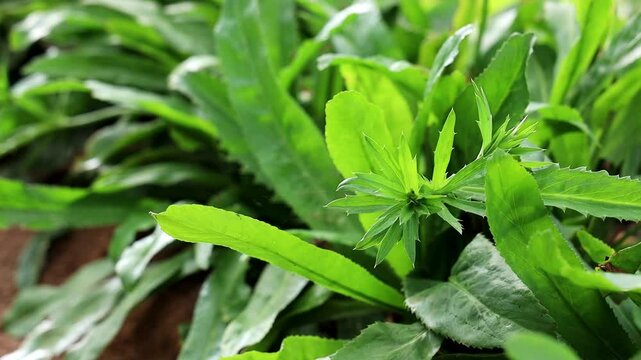 Close-up shot capturing the culantro plant and its vibrant green leaves.