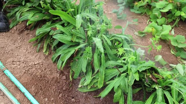 Footage of the watering process of the culantro plant and its vibrant green leaves in the garden.