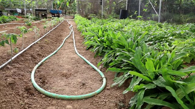 Video of raws of the culantro plant in the plowed land in the greenhouse and a watering hose.