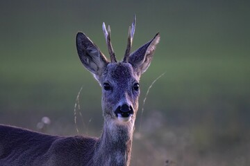 Young deer with small antlers in a natural setting at dusk.