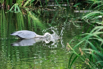 Heron catching a fish in a lush green pond, creating a splash in the water