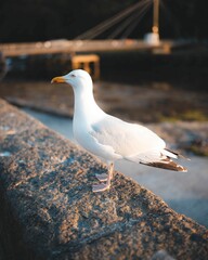 Close-up shot of a seagull standing on a stone ledge at Anglesey Arms Hotel in Caernarfon, Wales.