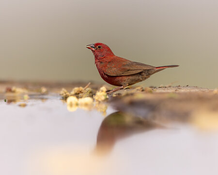 Red Billed Firefinch is a bird which can be seen in the scrub forest on Kenya/ Tanzania Border. The male is red and female is drab brown.