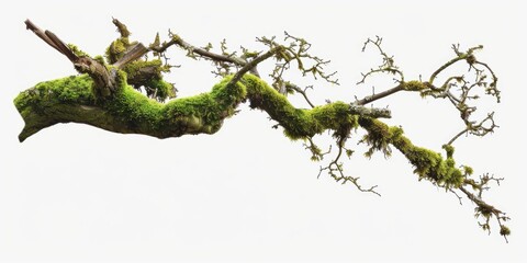 Fototapeta premium A close-up shot of a moss-covered tree branch against a bright white sky