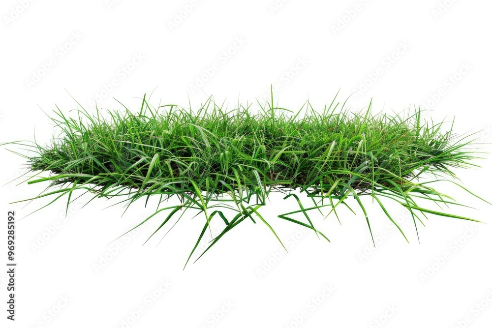 Wall mural a close-up view of lush green grass on a white background