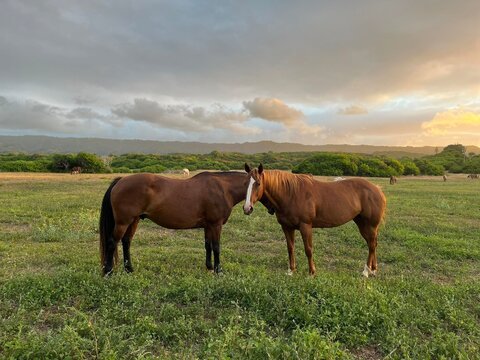 Two brown horses in a field