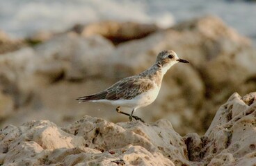 Small bird on rocky terrain with blurred background.