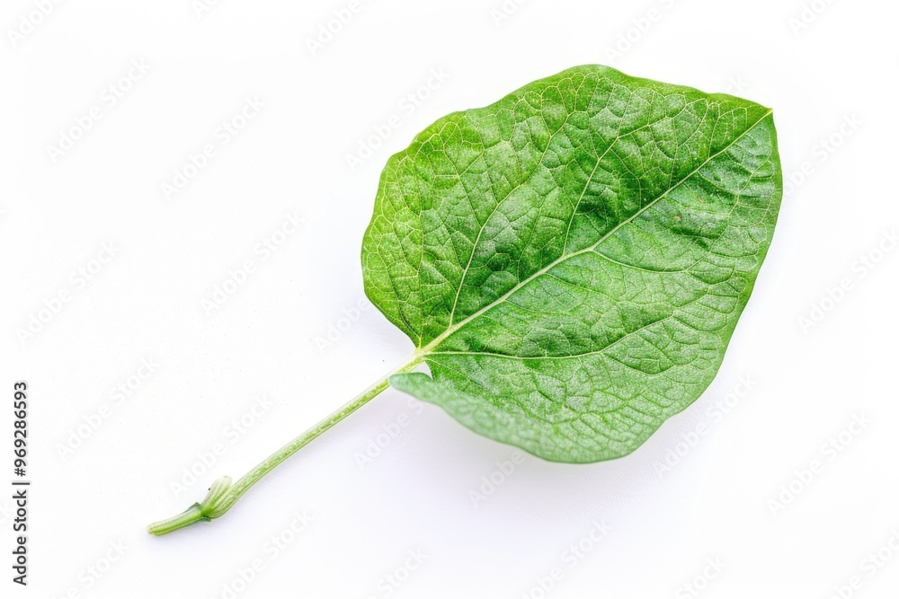 Poster a single green leaf sits on a white surface, isolated and simple