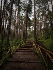 Wooden path that goes through a deep forest between tall trees