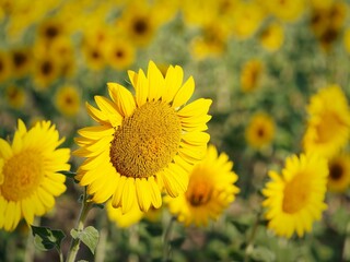 Fototapeta premium Close-up of vibrant yellow sunflowers in a field on a sunny day
