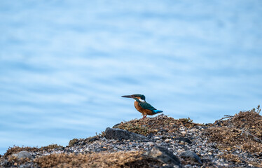 a pearl-moustached kingfisher sits motionless and hunts fish on a sunny day in Crete Greece