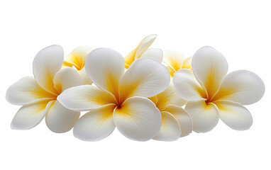 Fototapeta premium Beautiful close-up of Frangipani flowers with white petals and yellow centers. Plumeria blossoms isolated on white background, perfect for tropical themes.