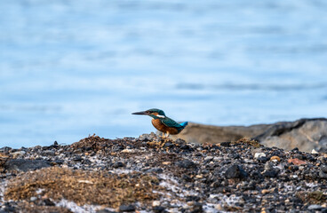 a pearl-moustached kingfisher sits motionless and hunts fish on a sunny day in Crete Greece