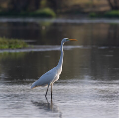great white heron. A photo of three frames