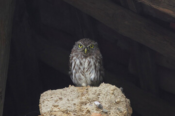 owl perched on branch. Athene noctua