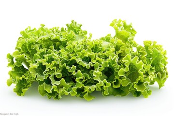 Obraz premium Fresh lettuce leaves sit on a clean white surface