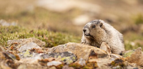 Close-up of a marmot in its natural habitat