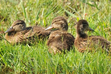 Photo of three ducklings resting in the grass field on a sunny day.