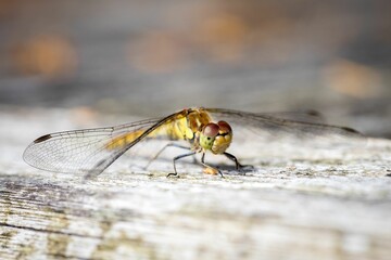 Close-up of a dragonfly perched on a wooden surface.