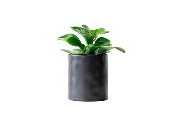 peperomia raindrop house plant green in black pot isolated on white background with clipping path.