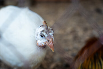 Siberian white guinea fowl at the Minsk Zoo. White guinea fowl