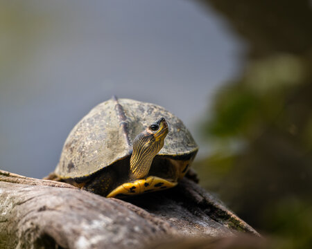 red roofed turtle basks in winter sun to regulate its body temperature. Bharatpur is a good place to photograph turtles.