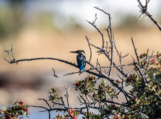 a pearl-moustached kingfisher sits motionless and hunts fish on a sunny day in Crete Greece