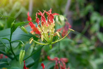 Yellow and Red of Flame lily, Glory lily or Climbing lily bloom in the garden, Is a Thai herb with properties Underground head and seeds cure joint pain and killing certain cancer cells.