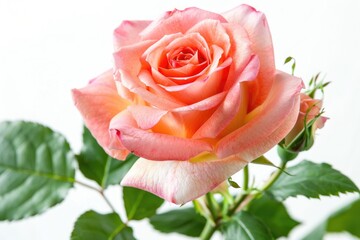 A single pink rose blooms surrounded by green leaves in a decorative vase