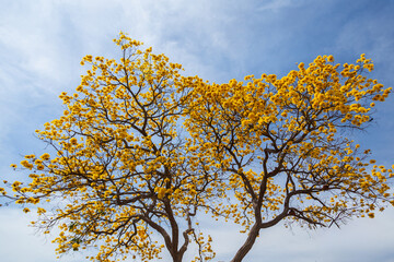 Fototapeta premium Close up em um ipe (Handroanthus albus) com flores amarelas em dia ensolarado e céu azul.