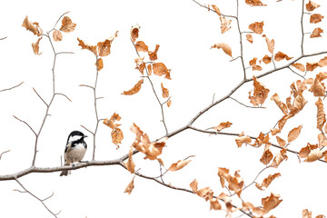 The autumn season in the woodland, Coal tit on white background (Periparus ater)