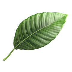 Obraz premium Single green tropical leaf with vibrant, textured surface and a natural, fresh appearance, isolated on a white background.