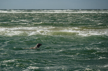 Fototapeta premium Seal just pops its head out of the water in the North sea near the Island Terschelling, Netherlands