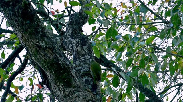 Gray-headed woodpecker (Picus canus) pecking for food on tree trunk in the woods during daytime